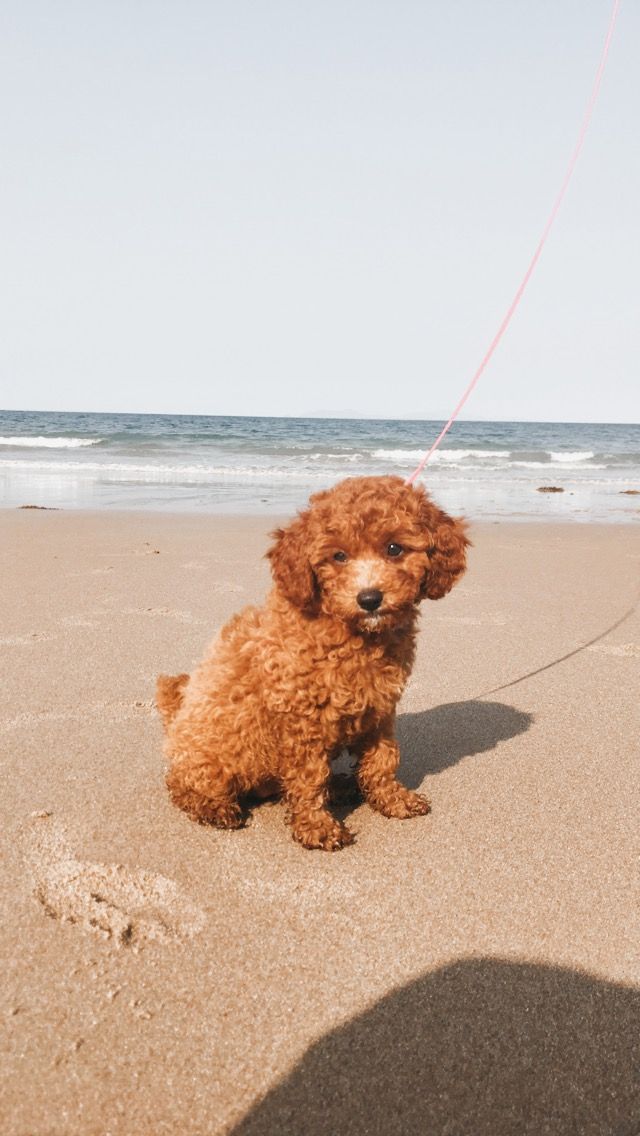 Tilly the Tugboat: The Day My Cavoodle Took on the Harbour
