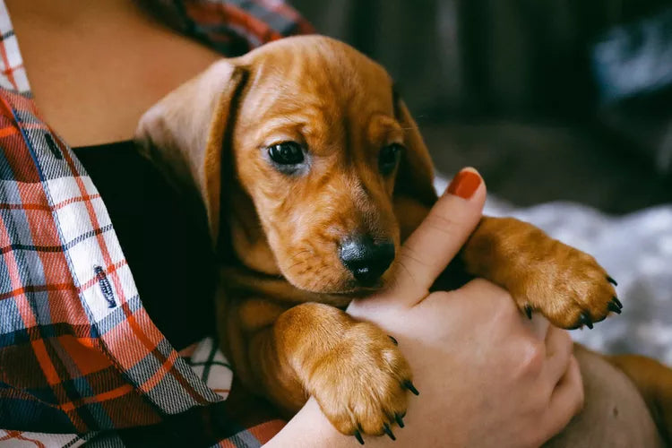 How Adopting Millie Gave Me a Reason to Wake Up Again