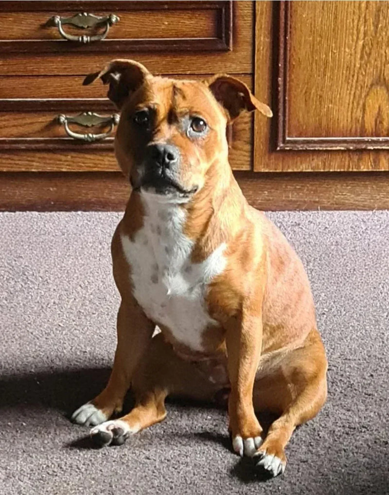 🐶 Funny Dog Story from Sydney: The Doorbell Destroyer