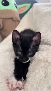 Milo the Alarm Clock: A Rescue Cat’s Morning Routine