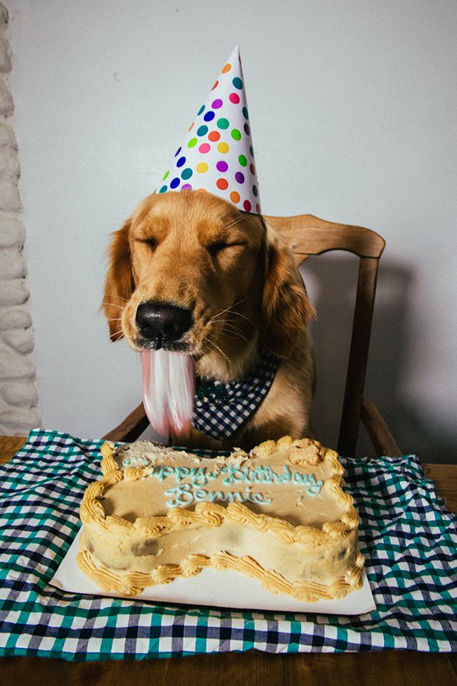 The Day My Dog Stole His Own Birthday Cake