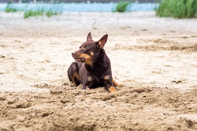 🐾 The Beach Walk That Changed Everything