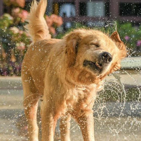 Benny’s Backyard Zoomies: The Day He Outran a Sprinkler and Won