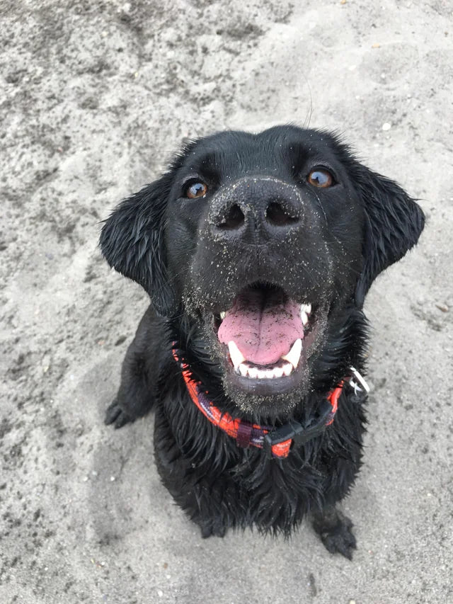 How Toby Helped Me Say Hello Again