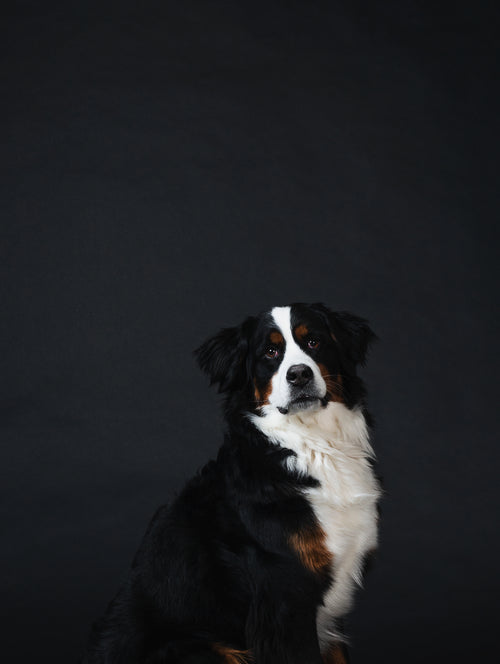 Anupa S., Burwood, NSW's Pet