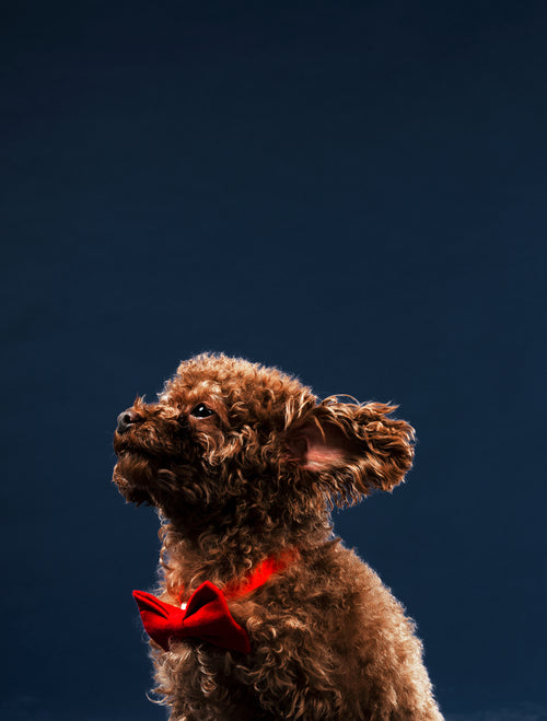 David D., Sydney CBD's Pet