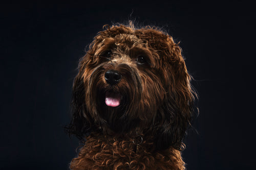 Jenice W., Toowoomba, QLD's Pet